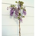 Glicynia chińska - Wisteria sinensis ROŚLINY