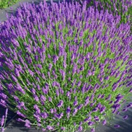 Lawenda wąskolistna - Lavandula angustifolia 'Hidcote Compacta' ROŚLINY
