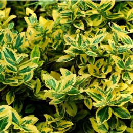 Trzmielina - Euonymus fortunei 'Emerald'n Gold' ROŚLINY