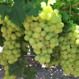Winorośl owocowa - Vitis 'Solaris' ROŚLINY