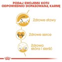 ROYAL CANIN Maine Coon Adult 10kg Royal Canin