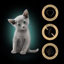 Sheba Kitten Wybór Smaków W Sosie Karma Dla Kociąt 40x85g Sheba