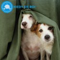 Ceva Animal Health Polska Sp. Z O.o. Adaptil Wkład Dyfuzora 48ml Ceva Animal Health Polska Sp. z o.o.
