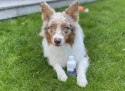 Lab-V Hepasil Dog & Cat Preparat Na Wątrobę Dla Psa I Kota 250ml LAB-V