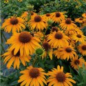 Echinacea Purpurea 'Skipper Honey' Jeżówka Purpurowa ROŚLINY