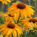 Echinacea Purpurea 'Skipper Honey' Jeżówka Purpurowa ROŚLINY