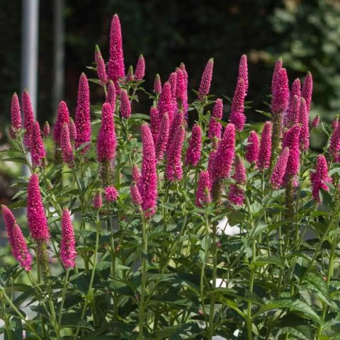 Przetacznik Długolistny - Veronica Longifolia 'First Love' ROŚLINY