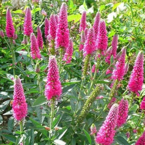 Przetacznik Długolistny - Veronica Longifolia 'First Love' ROŚLINY
