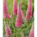 Przetacznik Długolistny - Veronica Longifolia 'First Love' ROŚLINY