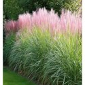 Miskant chiński - Miscanthus sinensis 'Flamingo' ROŚLINY