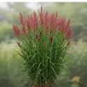 Miskant chiński - Miscanthus sinensis 'Red Chief' ROŚLINY