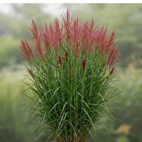 Miskant chiński - Miscanthus sinensis 'Red Chief' ROŚLINY