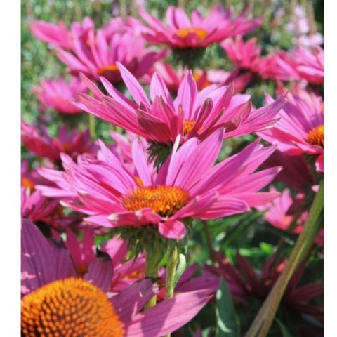 Jeżówka - Echinacea 'JS ® Roho' ROŚLINY