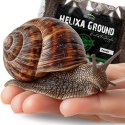 Terrario Helixa Ground 12l - podłoże dla ślimaków Terrario