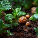 Terrario Helixa Ground 12l - podłoże dla ślimaków Terrario