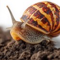 Terrario Helixa Ground 3l - podłoże dla ślimaków Terrario
