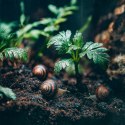 Terrario Helixa Ground 3l - podłoże dla ślimaków Terrario