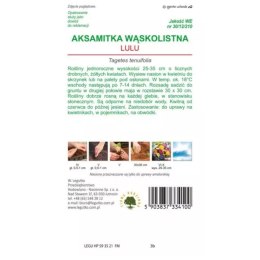 Aksamitka wąskolistna 'Lulu' - kwiaty cytrynowo-żółte W.Legutko