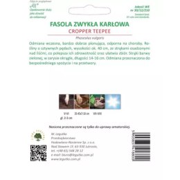 Asola karłowa zielonostrąkowa 'Cropper Teepee' - śr. wczesna W.Legutko