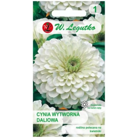 Cynia wytworna daliowa 'Polar Bear' - kwiaty białe W.Legutko