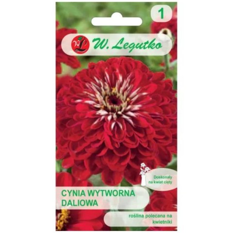 Cynia wytworna daliowa Scarlet Flame - czerwona W.Legutko