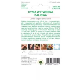 Cynia wytworna daliowa Scarlet Flame - czerwona W.Legutko