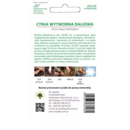 Cynia wytworna daliowa, mieszanka kolorów W.Legutko