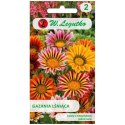 Gazania lśniąca mieszanka, nasiona otarte W.Legutko