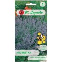 Kocimiętka - niebieskofioletowa W.Legutko