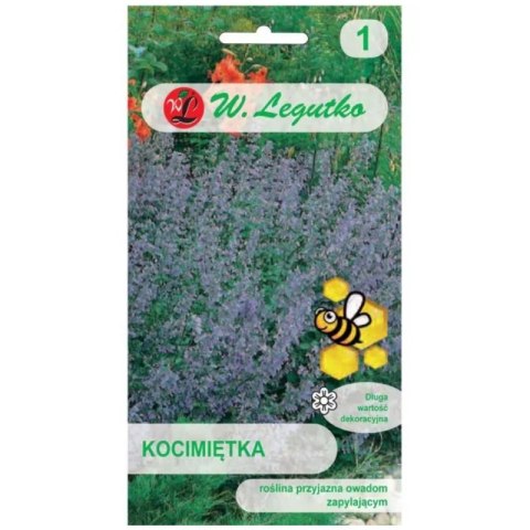 Kocimiętka - niebieskofioletowa W.Legutko