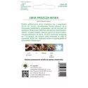 Lwia paszcza niska - mieszanka W.Legutko