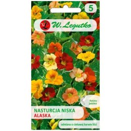 Nasturcja 'Alaska' - niska, o pstrych liściach, mieszanka kolorów W.Legutko