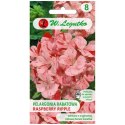 Pelargonia rabatowa 'Raspberry Ripple' Divas F1 - kwiaty pstre, pomarańczowo-czerwone W.Legutko