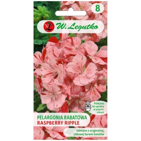 Pelargonia rabatowa 'Raspberry Ripple' Divas F1 - kwiaty pstre, pomarańczowo-czerwone W.Legutko