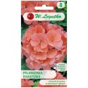 Pelargonia rabatowa z serii Gama F1 - łososiowa W.Legutko