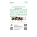 Pelargonia rabatowa z serii Gama F1 - łososiowa W.Legutko