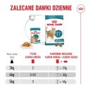 Royal Canin Senior Ageing 11+ — mokra karma w galaretce dla kotów starszych, 12 x 85 g Royal Canin