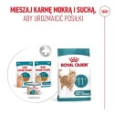 Royal Canin Senior Ageing 11+ — mokra karma w galaretce dla kotów starszych, 12 x 85 g Royal Canin