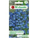 Stroiczka - lobelia przylądkowa, niebieska W.Legutko