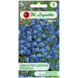 Stroiczka - lobelia przylądkowa, niebieska W.Legutko