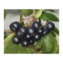 Aronia prunifolia 'Nero' ROŚLINY
