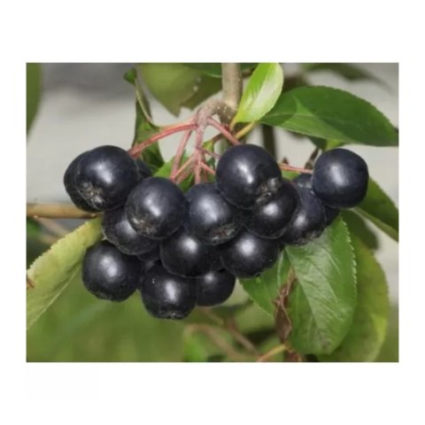 Aronia prunifolia 'Nero' ROŚLINY