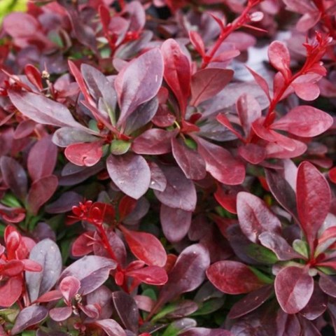 Berberys Thunberga - Berberis Thunbergii 'Figa' (R) ROŚLINY