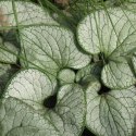 Brunera Wielkolistna - Brunnera Macrophylla 'Silver Heart' ROŚLINY