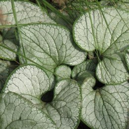 Brunera Wielkolistna - Brunnera Macrophylla 'Silver Heart' ROŚLINY