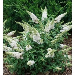 Buddleja davidii 'White Profusion' ROŚLINY
