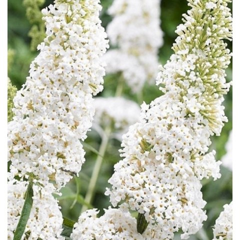Buddleja davidii 'White Profusion' ROŚLINY