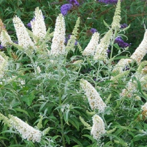 Buddleja davidii 'White Profusion' ROŚLINY