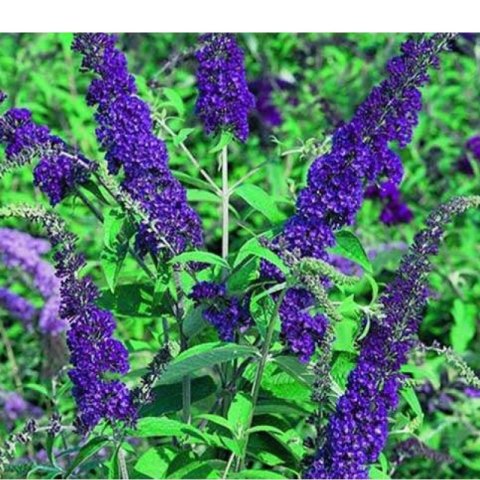 Budleja Dawida - Buddleja davidii 'Empire Blue' ROŚLINY