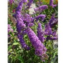 Budleja Dawida - Buddleja davidii 'Ile de France' ROŚLINY